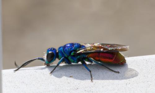 Chrysis (ignita)